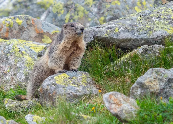 Appartement Haus Moikler *