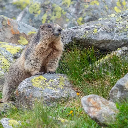 Apartamento Haus Moikler *